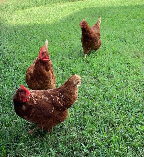 The Highs And Lows Of Keeping Chickens My Homestead Pantry
